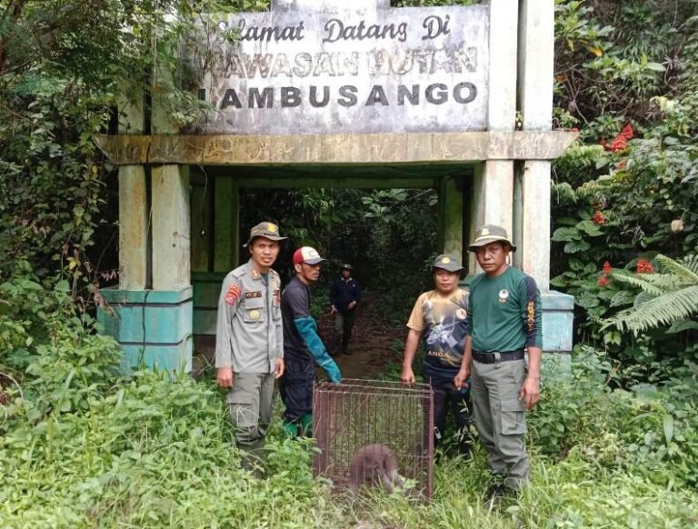 Resahkan Warga, Monyet Endemik Pulau Buton Dilepasliar ke Hutan Lambusango