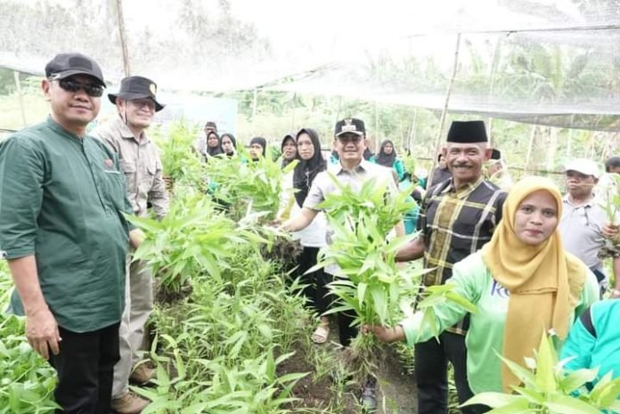 Pj Bupati Buton Selatan Parinringi Panen Sayuran Bersama Masyarakat Sampolawa