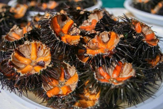 Manfaat Konsumsi Bulu Babi: Kaya Nutrisi dan Baik untuk Kesehatan
