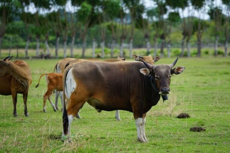 Pemprov Sultra Imbau Masyarakat Tidak Sembelih Sapi Betina