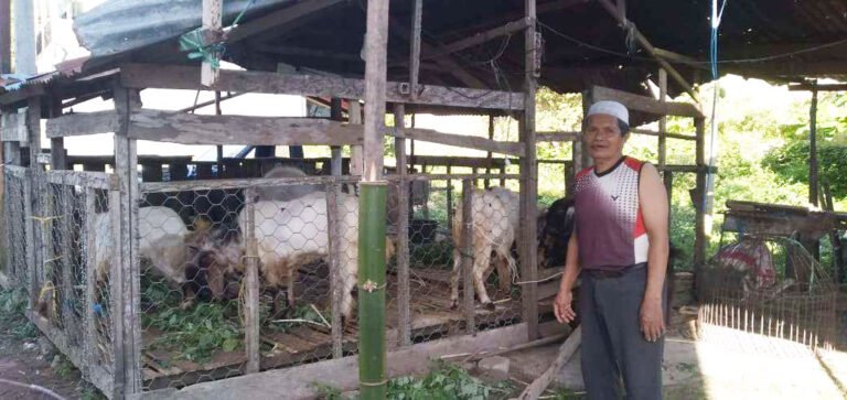 Dua Pekan Jelang Idul Adha Penjualan Kambing di Baubau Masih Sepi