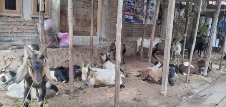 Pekan Depan Distan Baubau Intensifkan Pemeriksaan Hewan Qurban