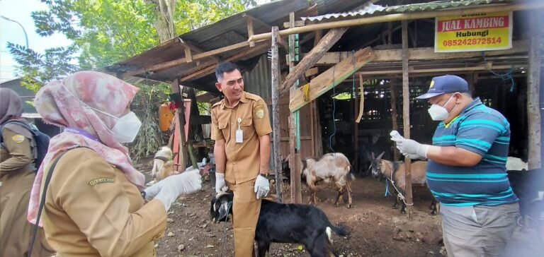 Ratusan Kambing dan Sapi di Baubau Disidak Dinas Pertanian