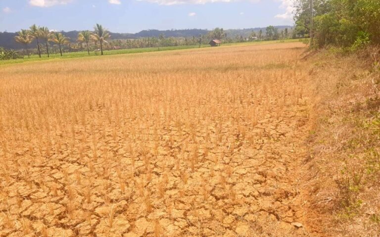 Alami Puso, Petani di Baubau Ajukan Klaim Asuransi