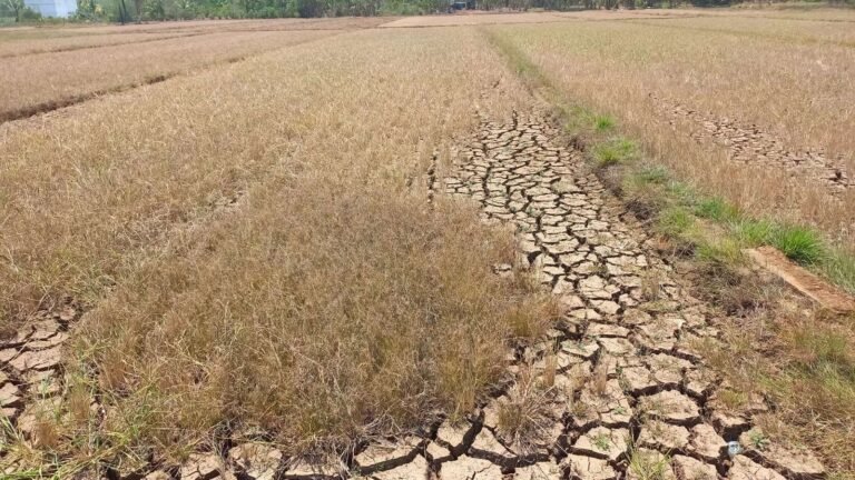 Belasan Hektare Sawah di Baubau Alami Puso