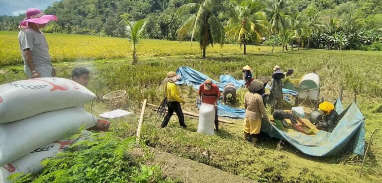 Beras Lokal di Baubau Naik Rp400/Kg