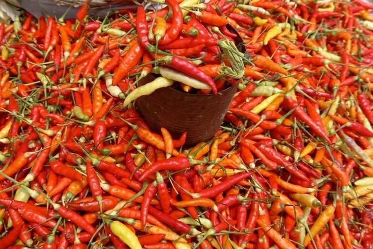 Harga Cabai di Kendari Makin Pedas Akibat Kemarau Panjang
