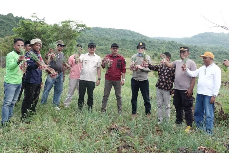 Pj. Bupati Buton Selatan Panen Bawang Merah Di Lapandewa