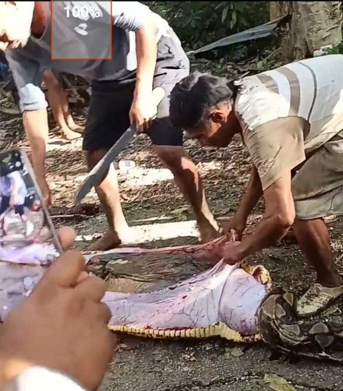 Tragis, Warga Lansia di Buton Selatan Tewas Ditelan Ular Piton Sepanjang 8 Meter