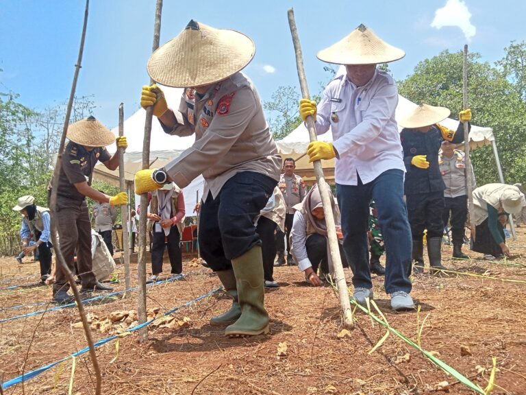Dukung Penanaman Jagung di Buton Selatan, Mahasiswa UMB: Pertanian Bisa Jadi Sumber Ekonomi