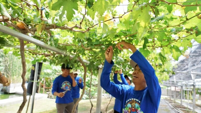 Reforma Agraria Wujudkan Kemandirian Petani: Kisah Sukses Kampung Anggur Duyu Bangkit di Palu