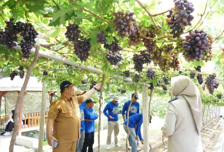 GTRA Kota Palu Sulap Kebun Anggur Duyu  Bangkit Jadi Agrowisata Favorit