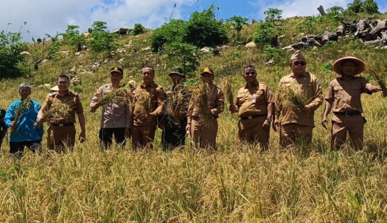 Panen Padi Ladang di Desa Wawongi, Pemkab Buton Selatan Perkuat Ketahanan Pangan